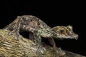 Large Mossy leaf-tail gecko (Uroplatus sameiti), Vohimana, Alaotra-Mangoro, Madagascar