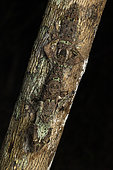 Gecko à queue plate (Uroplatus sameiti) sur un tronc, Vakona Madagascar