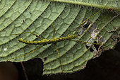 Lichen Stick Insect (Antongilia sp) nymph in situ, Vakona, Madagascar