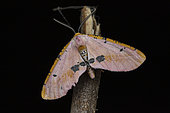 Geometer moth (Rhodophthitus formosus), Vakona, Madagascar