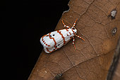 Cyana moth (Cyana amatura), Analamazaotra Madagascar