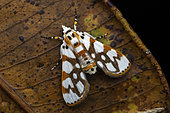 Moth (Obtusipalpis rubricostalis) on leaf, Analamazaotra Madagascar
