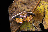 Acremma moth (Acremma roseocrea) on dead leaf, Analamazaotra Madagascar