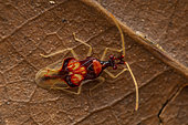 Bug (Chamus sp), Analamazaotra Madagascar