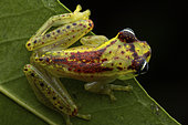 Bott's Bright-eyed Frog (Boophis bottae), Vohimana, Madagascar