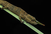Blade chameleon (Calumma gallus) male in situ, Vohimana, Madagascar