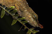 Blade chameleon (Calumma gallus) female in situ, Vohimana, Madagascar