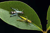 Grasshopper (Euschmidtiidae sp) in situ, Vohimana, Madagascar