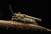 Common Royal Pygmy grasshopper (Andriana pyramidata), Vohimana, Madagascar