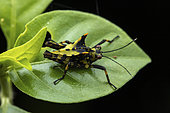 Northern Devil's Pygmy Grasshopper (Holocerus devriesei) nymph in situ, Vohimana, Madagascar