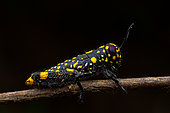 Grasshopper (Euthymia fasciata) nymph in situ, Vohimana, Madagascar