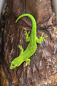Madagascar Day Gecko (Phelsuma madagascariensis grandis) in situ, Ampitabe Lake, Pangalanes Channel, Atsinanana, Madagascar
