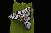 Moth (Cirrhochrista cygnalis), Analamazaotra Madagascar