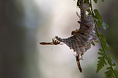 Social wasp (Belonogaster madecassa) on nest, Ampitabe Lake, Pangalanes Channel, Atsinanana, Madagascar