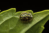 Tortoise beetle (Cassidini sp), Vohimana, Madagascar
