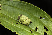 Giraffe-necked Weevil (Trachelophorus giraffa) rolled tree leaf in situ, Vohimana, Madagascar