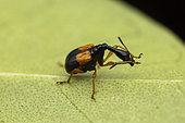 Leaf-rolling weevil (Madagasocycnelus humeralis) female, Vohimana, Madagascar