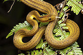 Bighead Snake (Compsophis laphystius), Vohimana, Madagascar