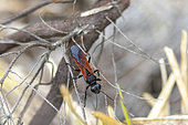 Digger wasp (Sphex torridus), Ampitabe Lake, Pangalanes Channel, Atsinanana, Madagascar