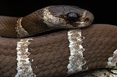 Malagasy Tree snake (Stenophis betsileanus), Vohimana, Madagascar