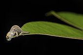 Blade chameleon (Calumma gallus) young in situ, Analamazaotra Madagascar