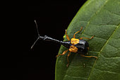 Leaf-rolling weevil (Madagasocycnelus humeralis) male, Vohimana, Madagascar