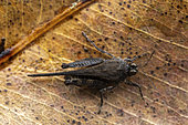 Pygmy grasshopper (Pseudosystolederus sikorai), Vohimana, Madagascar
