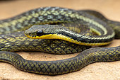 Eastern Madagascar Water Snake (Thamnosophis epistibes), Vohimana, Madagascar