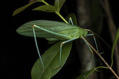 Katydid Bushcricket (Cosmozoma sp) in situ, Vohimana, Alaotra-Mangoro, Madagascar