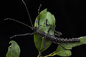 Spiny stick insect (Parectatosoma hystrix), Vohimana, Alaotra-Mangoro, Madagascar