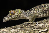Gecko à queue plate (Uroplatus sameiti), Vohimana, Alaotra-Mangoro, Madagascar
