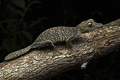 Gecko à queue plate (Uroplatus sameiti), Vohimana, Alaotra-Mangoro, Madagascar