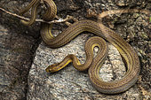 Bighead Snake (Compsophis laphystius) in situ, Vohimana, Alaotra-Mangoro, Madagascar