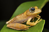Fiery Bright-eyed Frog (Boophis pyrrhus) in stu, Vohimana, Alaotra-Mangoro, Madagascar
