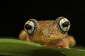 Fiery Bright-eyed Frog (Boophis pyrrhus) in stu, Vohimana, Alaotra-Mangoro, Madagascar