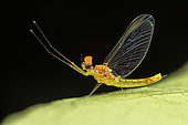 Mayfly (Ephemeroptera sp) in situ, Vohimana, Alaotra-Mangoro, Madagascar