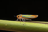 Leafhopper (Madranga segnita), Vohimana, Alaotra-Mangoro, Madagascar