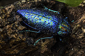 Metallic wood-boring beetle (Polybothris sumptuosa gemma), Vohimana, Alaotra-Mangoro, Madagascar