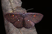 Geometer moth (Chrysocraspeda dubiefi), Vohimana, Alaotra-Mangoro, Madagascar