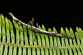 Stick Insect (Somacantha sp), Vohimana, Alaotra-Mangoro, Madagascar