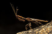 Ghost Mantis (Phyllocrania paradoxa) male, Vohimana, Alaotra-Mangoro, Madagascar