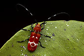 Longhorn beetle (Callimation venustum), Vohimana, Alaotra-Mangoro, Madagascar