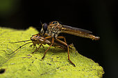 Robber fly (Asilinae sp) with prey Blattidae in situ, Vohimana, Alaotra-Mangoro, Madagascar
