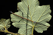 Stick insect (Leiophasmatinae sp) in situ, Vohimana, Alaotra-Mangoro, Madagascar