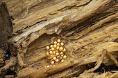 Beautiful Mantella (Mantella pulchra) eggs, Vohimana, Alaotra-Mangoro, Madagascar