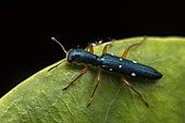 Checkered beetle (Pallenis sp), Vohimana, Alaotra-Mangoro, Madagascar