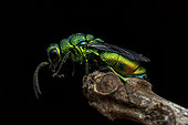 Cuckoo wasp (Chrysis gheudei), Vohimana, Alaotra-Mangoro, Madagascar