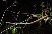 Madagascar leaf-nosed snake (Langaha madagascariensis) female in situ, Ampitabe Lake, Pangalanes Channel, Atsinanana, Madagascar