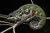 Panther Chameleon (Furcifer pardalis) in situ, Ampitabe Lake, Pangalanes Channel, Atsinanana, Madagascar