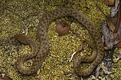 Malagasy Cat-eyed Snake (Madagascarophis colubrinus), Ampitabe Lake, Pangalanes Channel, Atsinanana, Madagascar